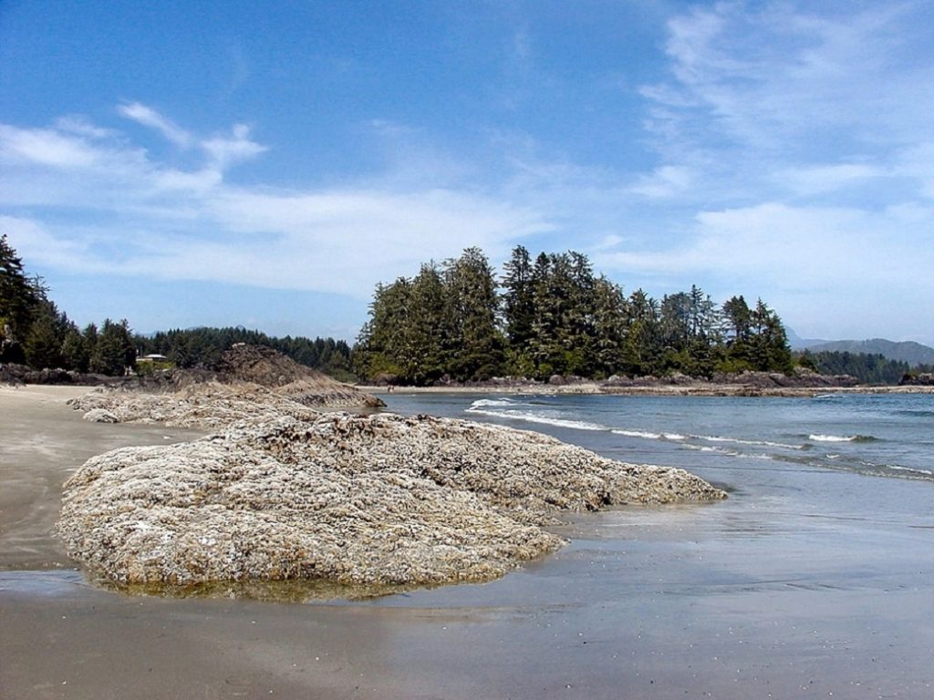 Tofino